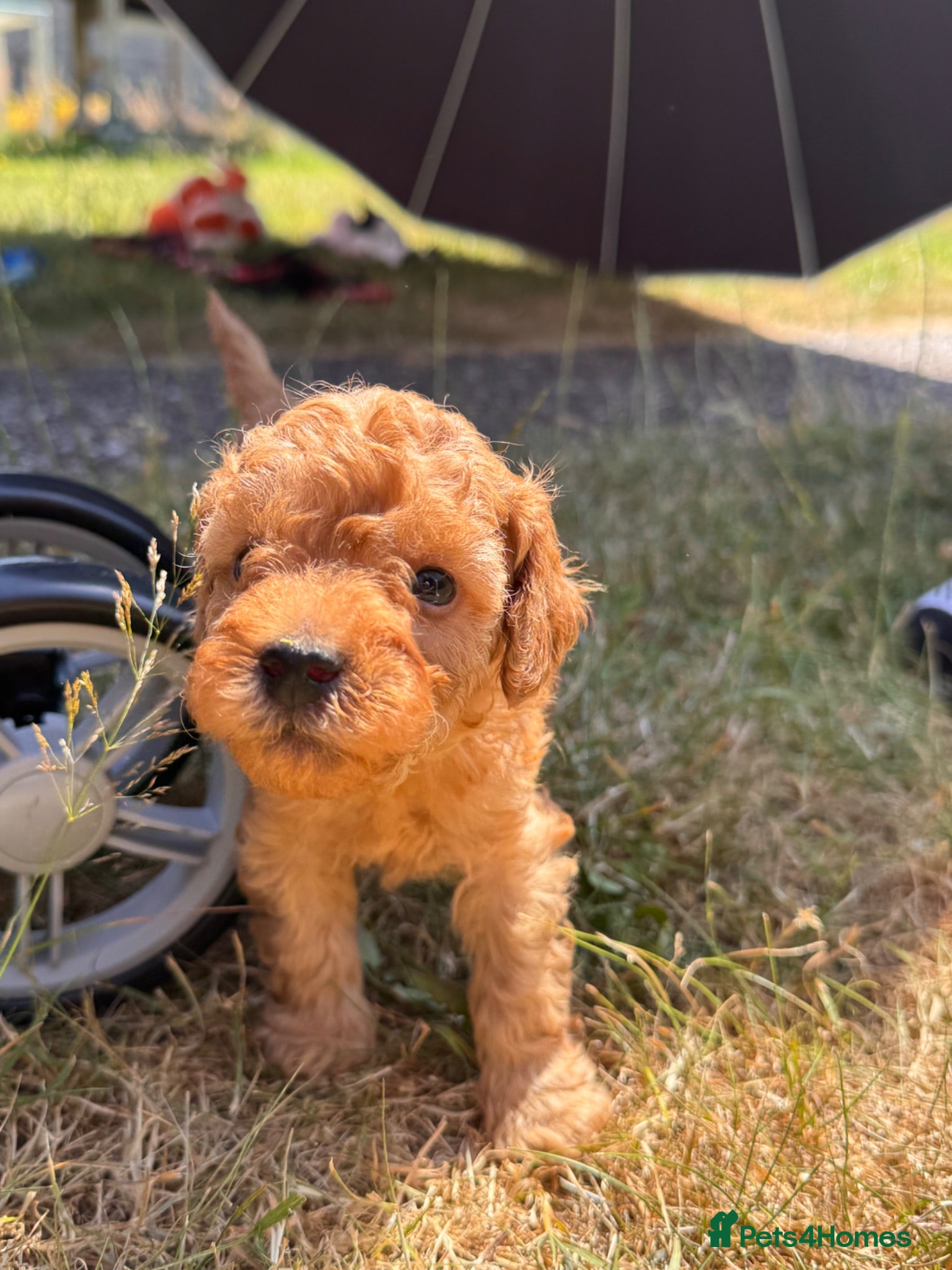 Toy Poodle dogs Beautiful toy poodle puppy’s  - Advert 7
