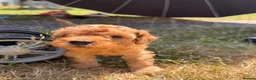 Toy Poodle dogs for sale: Beautiful toy poodle puppy’s  in Stafford - Advert 1
