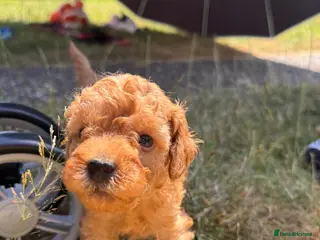 Toy Poodle dogs Beautiful toy poodle puppy’s - Advert 2