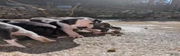 Whippet dogs for sale: KC REGISTERED WHIPPET PUPPIES – READY 31ST AUGUST - Advert 16
