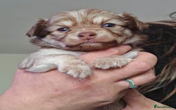 Chihuahua dogs for sale: Chihuahua puppies for sale - Image 23