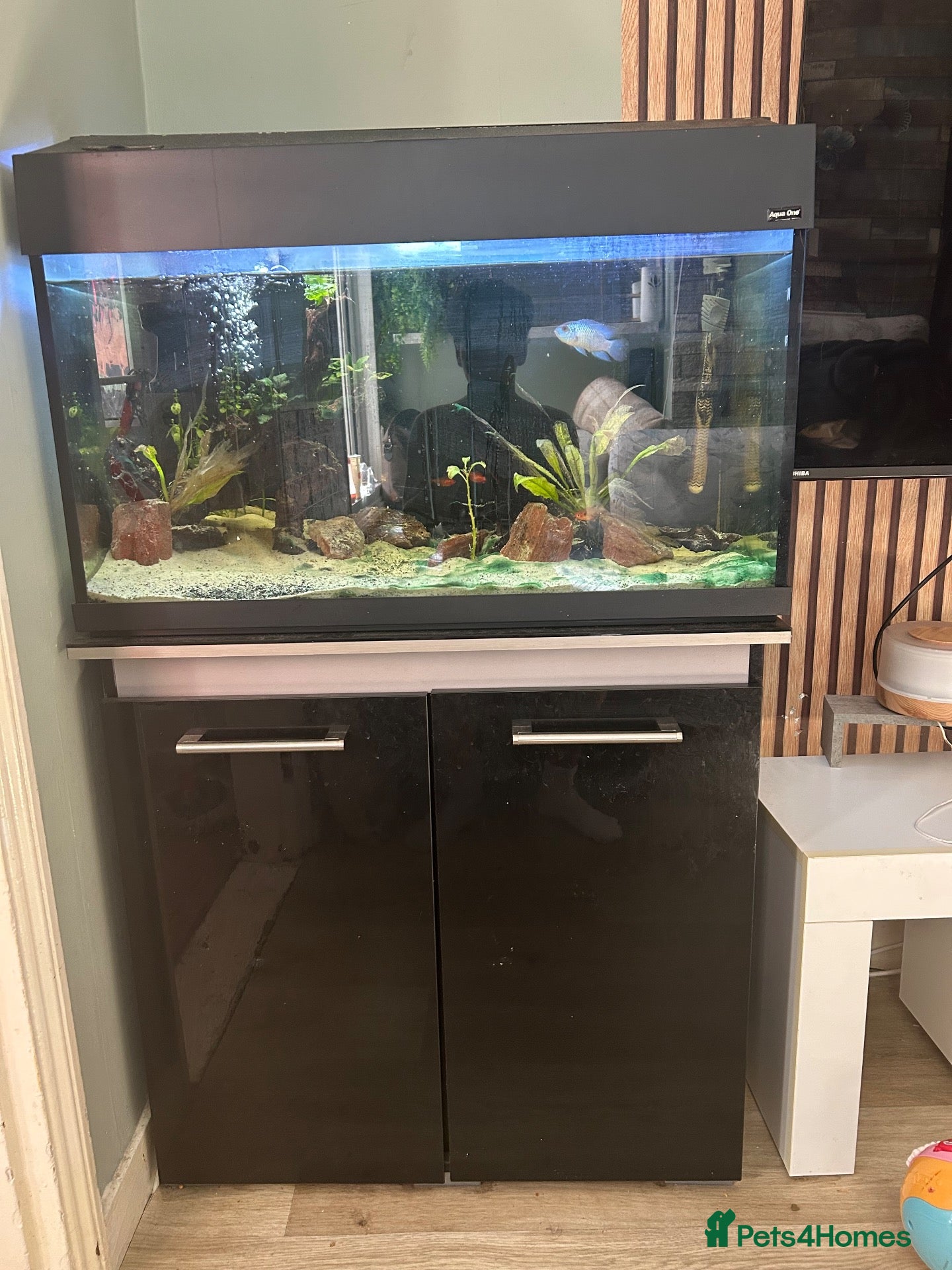 Other/Mixed Breed fish Fish tank  - Advert 1