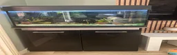 Other/Mixed Breed fish for sale: Fish tank  in Ipswich - Advert 1