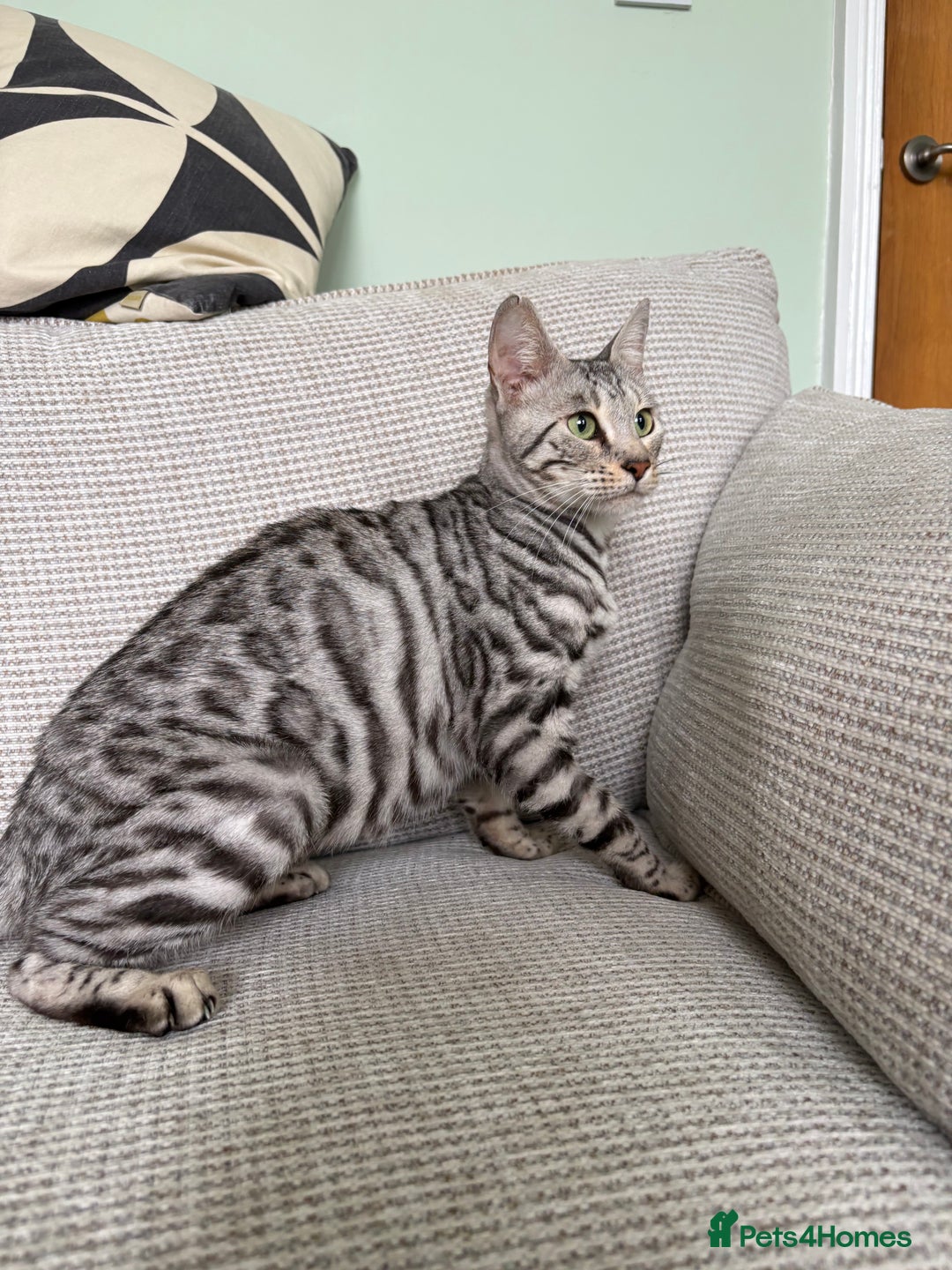 Toyger cats for sale: Superb rare silver Toyger girl  - Image 17