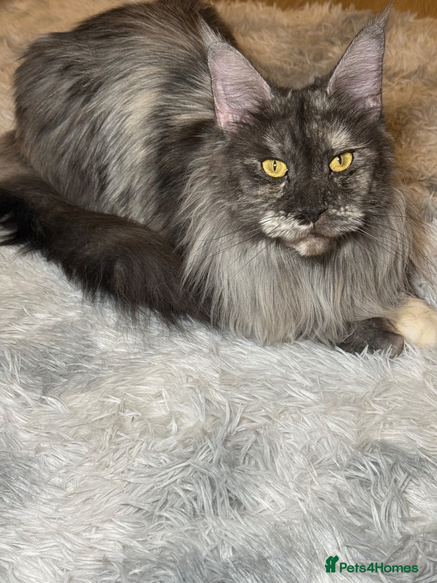 Maine Coon cats Ex Quene - Advert 3