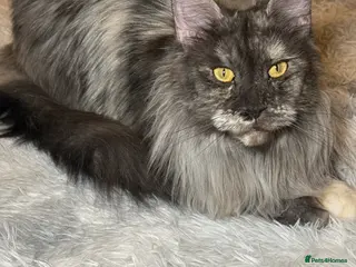 Maine Coon cats Ex Quene - Advert 6