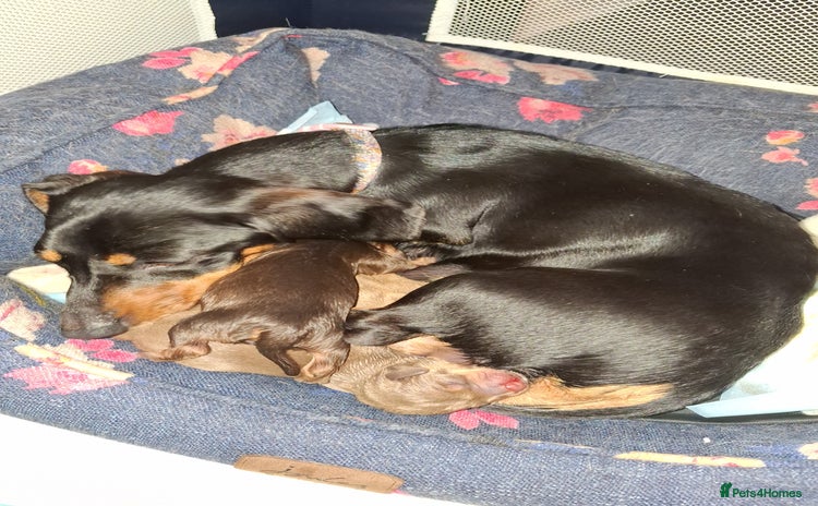 Mixed Breed dogs - Advert 1