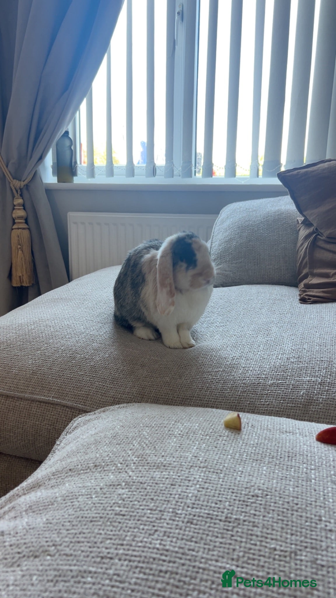 French Lop rabbits Beautiful French x mini lop  - Advert 2