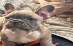 French Bulldog dogs for sale: French bulldogs puppies - Image 22