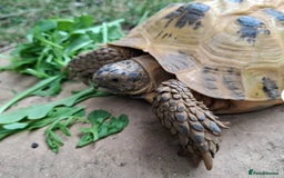 Tortoise reptiles for sale: 10 Year Old Horsefield Tortoise Girl Need New Home - Image 2