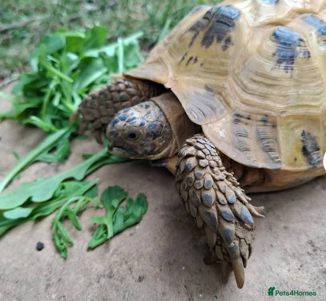 Tortoise reptiles for sale: 10 Year Old Horsefield Tortoise Girl Need New Home - Image 2