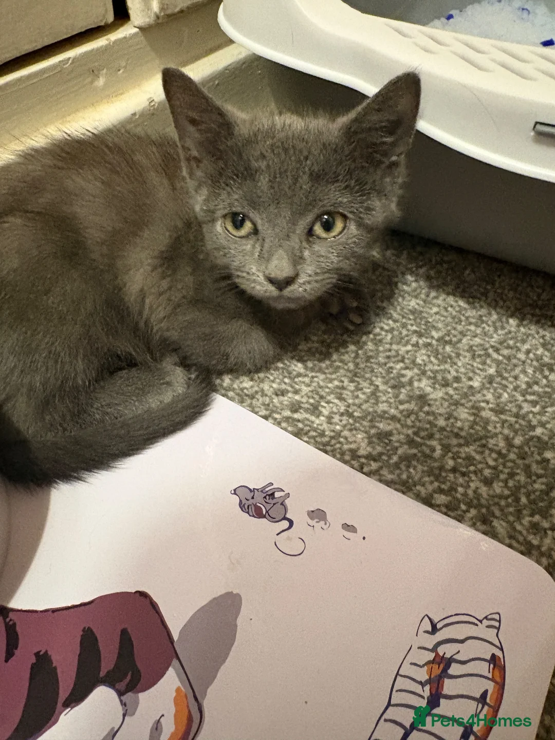 Mixed Breed cats for sale: British shorthair mix grey kitten - Advert 1