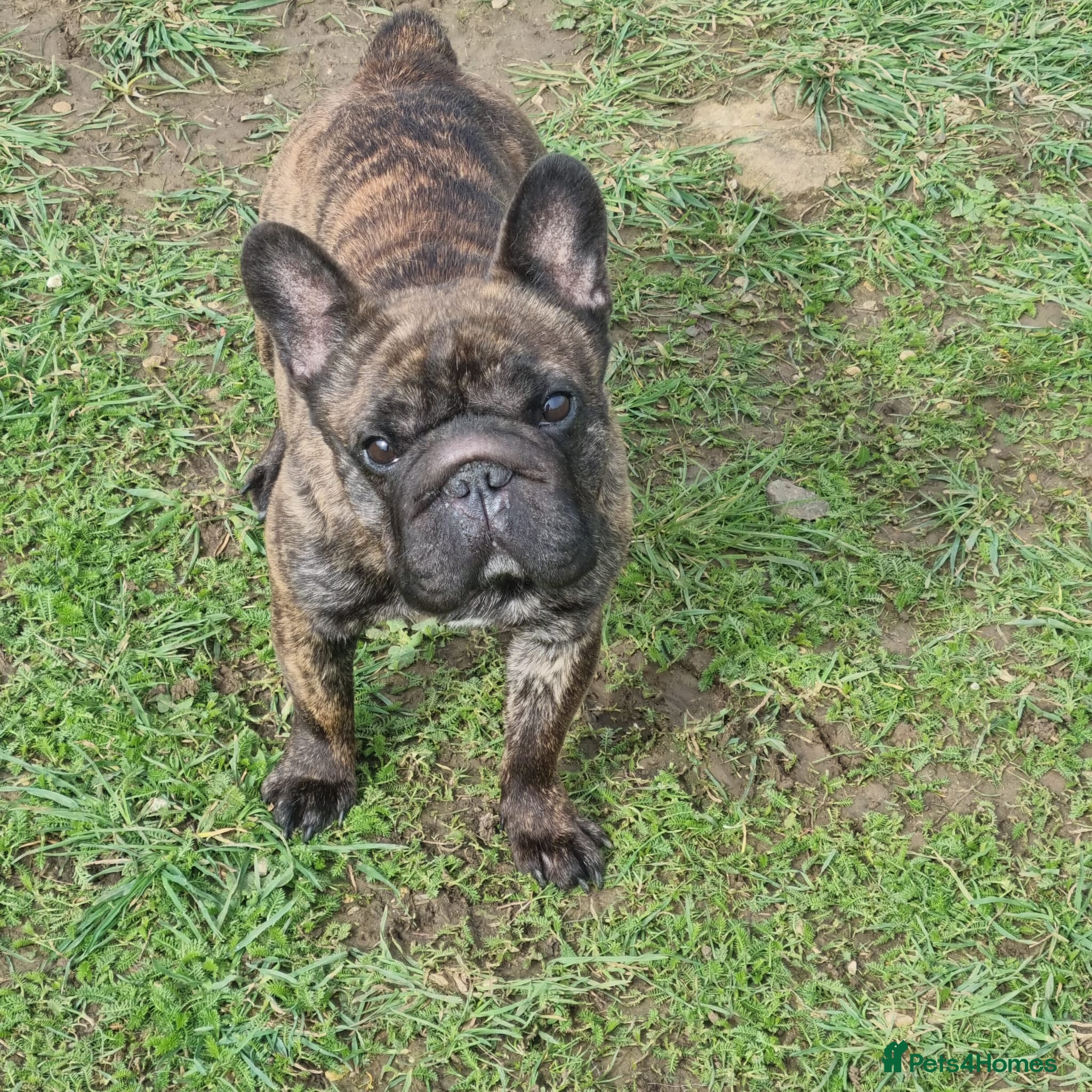 French Bulldog dogs Lilo, our frenchie - Advert 6