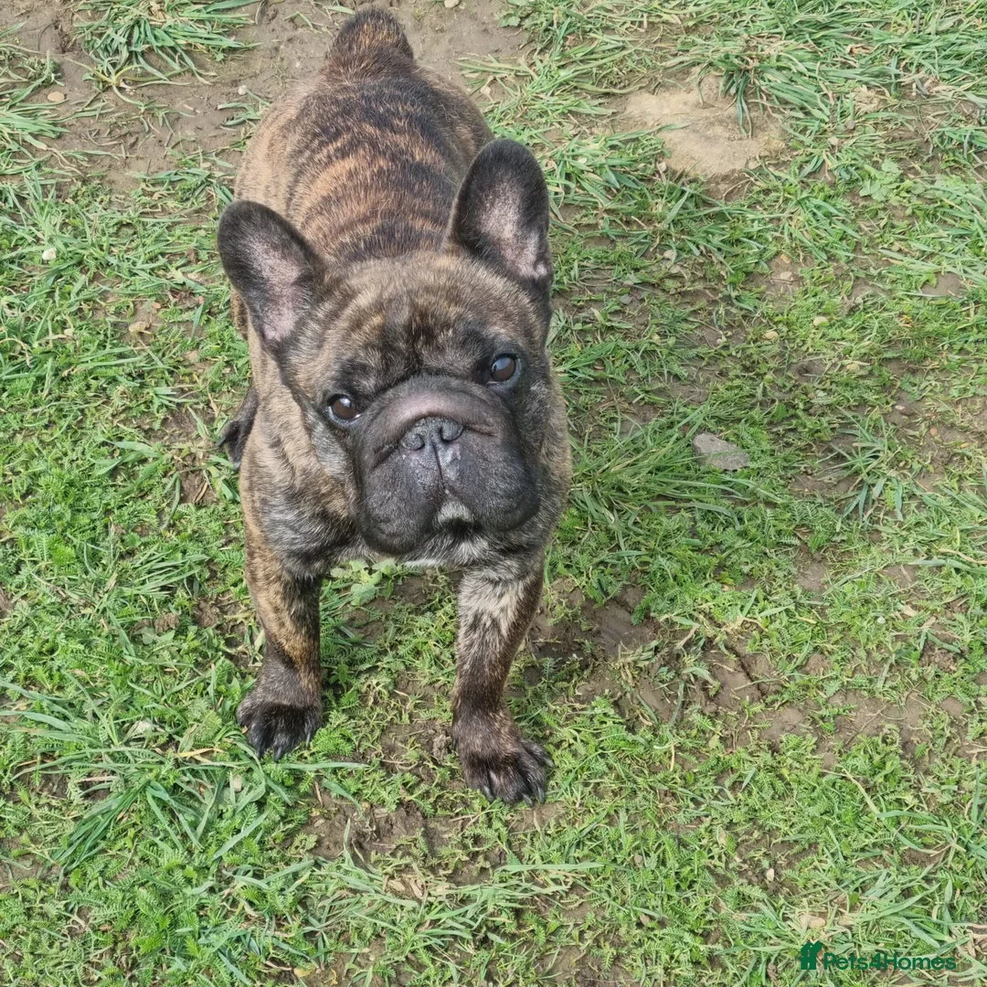 French Bulldog dogs for sale: Lilo, our frenchie in Fleet - Advert 1