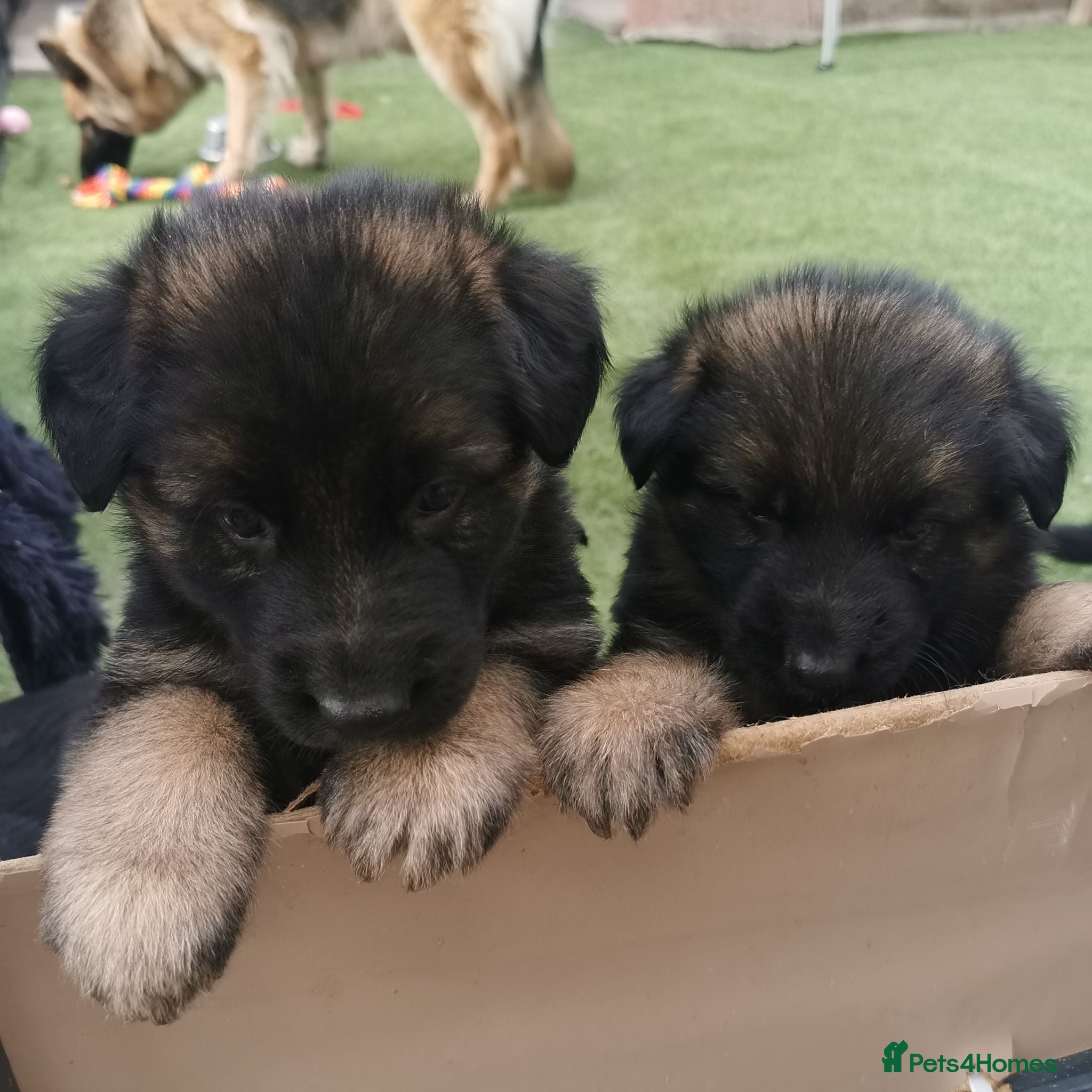 German Shepherd dogs German shepherd puppies - Advert 17