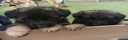 German Shepherd dogs for sale: German shepherd puppies - Advert 1