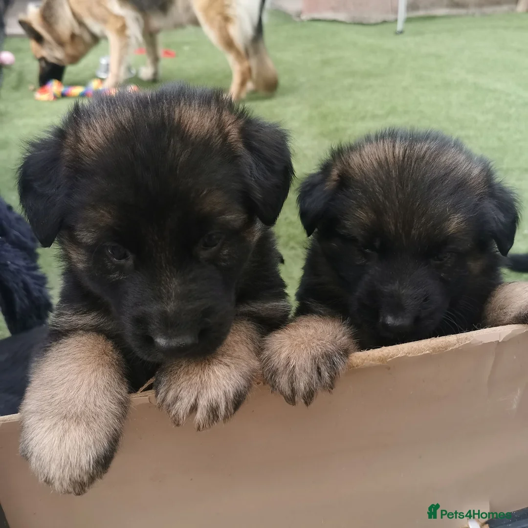 German Shepherd dogs for sale: German shepherd puppies - Advert 1