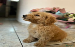 Mixed Breed dogs for sale: GoldenDoodles puppies  - Image 11