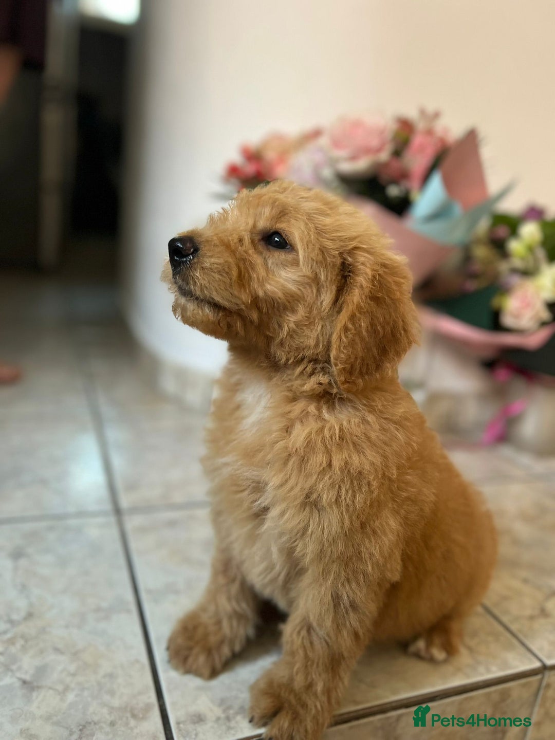 Mixed Breed dogs for sale: GoldenDoodles puppies  - Image 11
