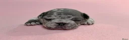 French Bulldog dogs for sale: 6 Adorable French Bulldog puppies - Advert 15