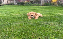 Cockapoo dogs for sale: Beautiful cocker spaniel x cockapoo - Image 1