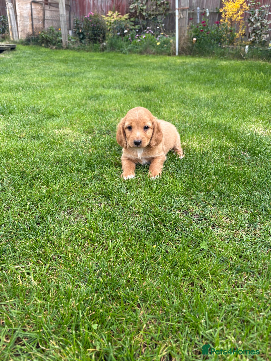 Cockapoo dogs for sale: Beautiful cocker spaniel x cockapoo - Image 1