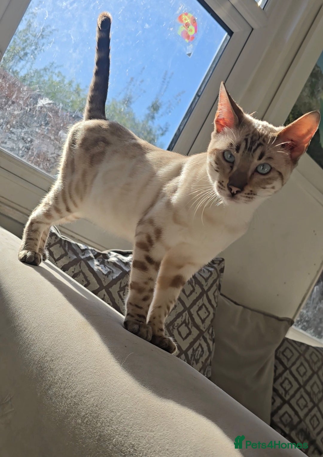 Bengal cats for sale: 🌟 Savannah × Snow Bengal Kittens 🌟 RARE - Advert 3