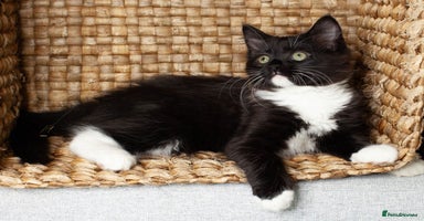 Mixed Breed cats Ginger,Tortoiseshell, Tuxedo Kittens Sale London  - Advert 13