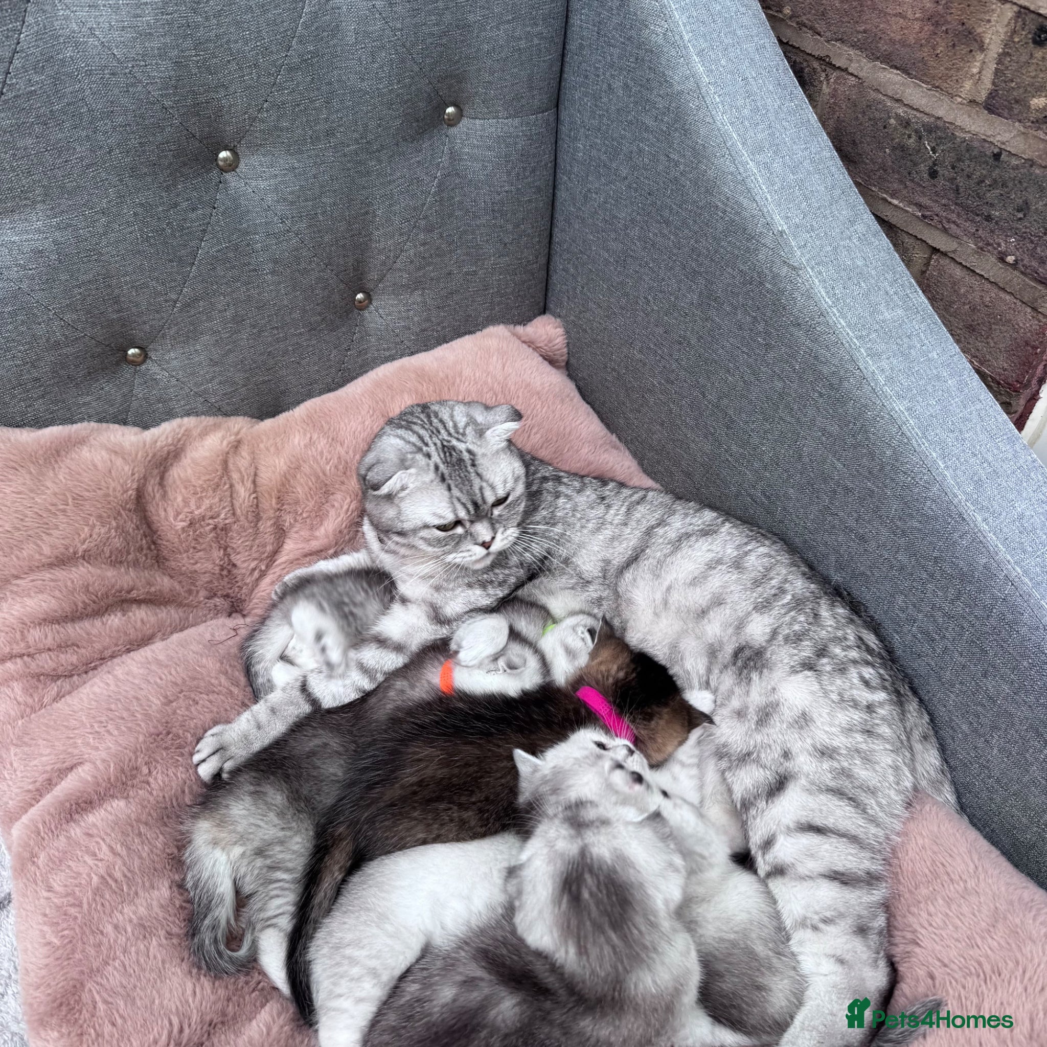 British Shorthair cats Kittens  - Advert 1