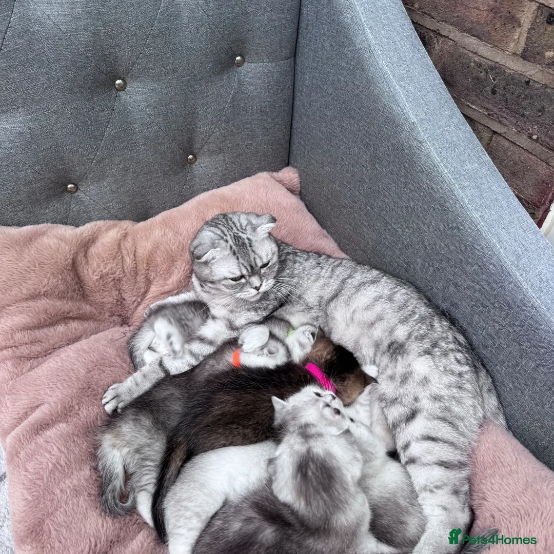 British Shorthair cats for sale: Kittens  in Crawley - Advert 1