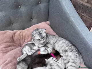 British Shorthair cats Kittens - Advert 1