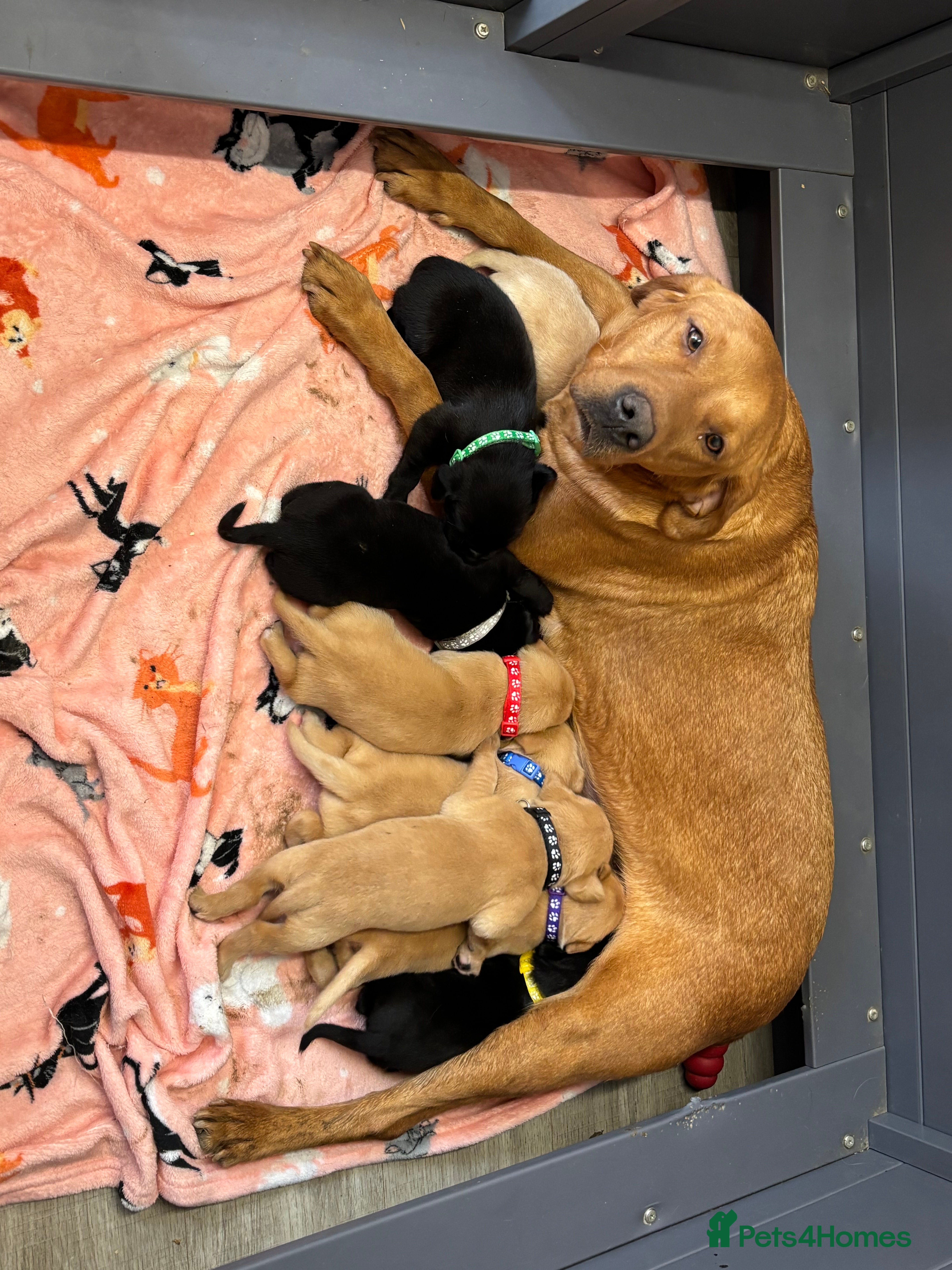 Labrador Retriever dogs KC Labrador Puppies  - Advert 1