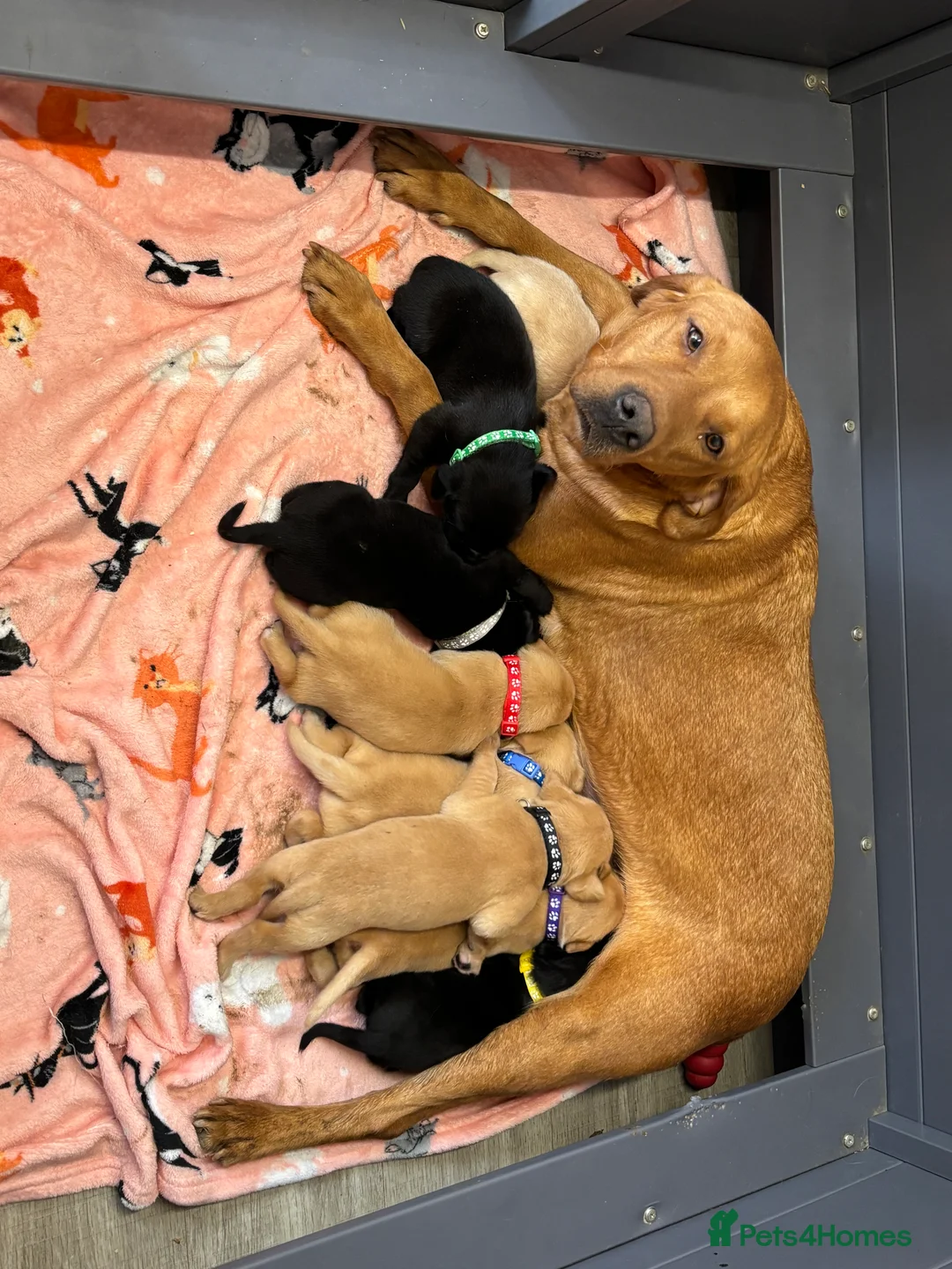 Labrador Retriever dogs for sale: KC Labrador Puppies  - Advert 1