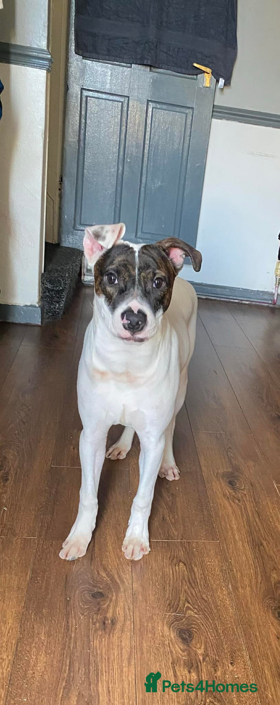 Staffordshire Bull Terrier dogs for sale: Maylo ready for new Home 🐾  - Advert 1