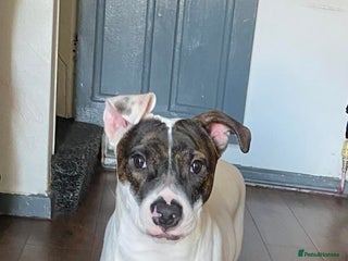 Staffordshire Bull Terrier dogs Maylo ready for new Home 🐾 - Advert 2