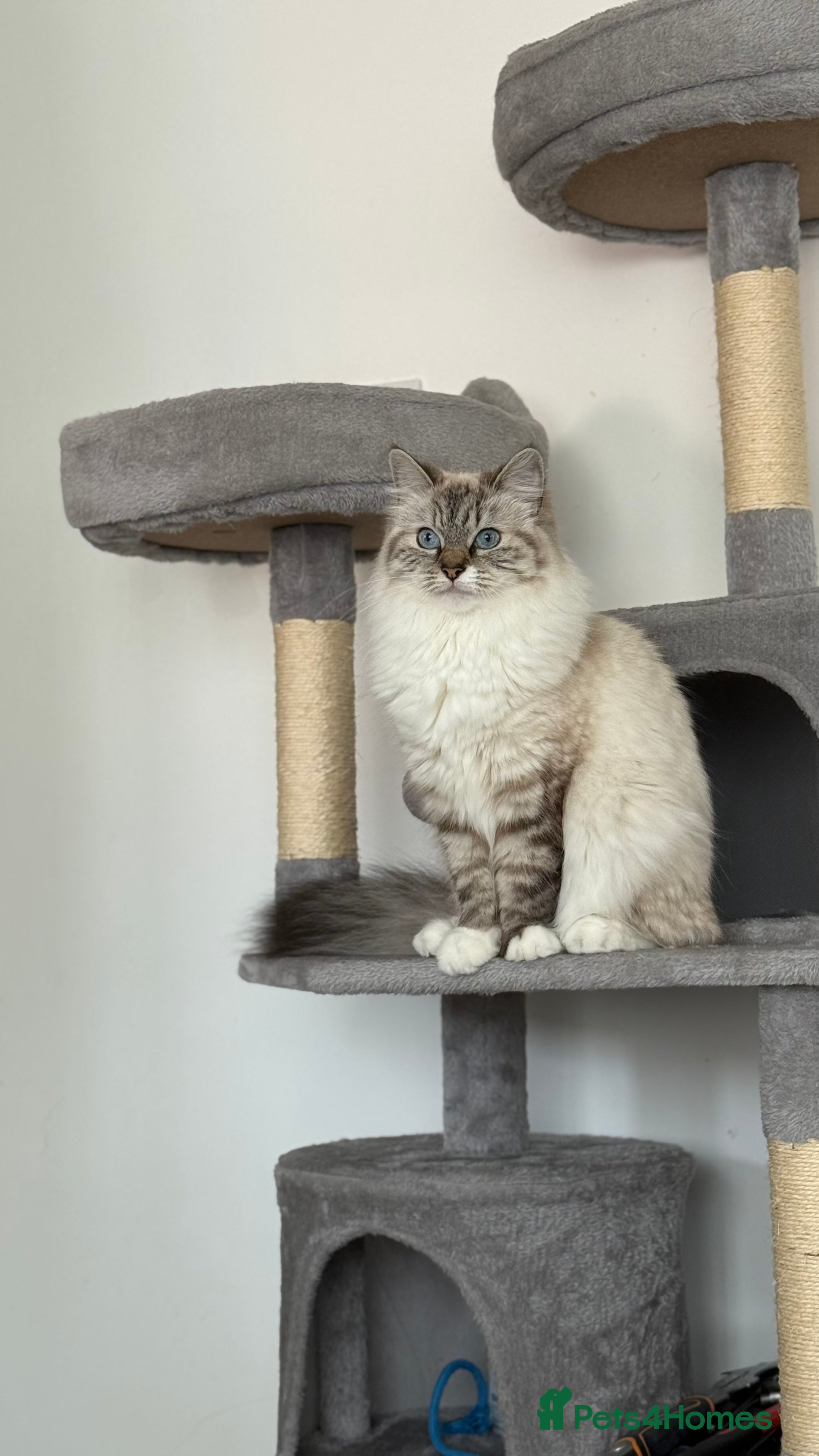 Ragdoll cats Beautiful Ragdoll Kittens for Sale – 2Boys&2Girls - Advert 1