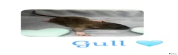 Rat rodents for sale: Baby Dumbo Rats  - Advert 2