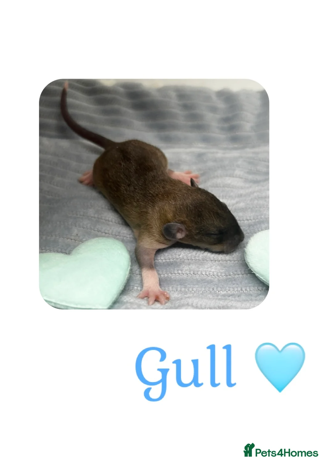 Rat rodents for sale: Baby Dumbo Rats  - Advert 2