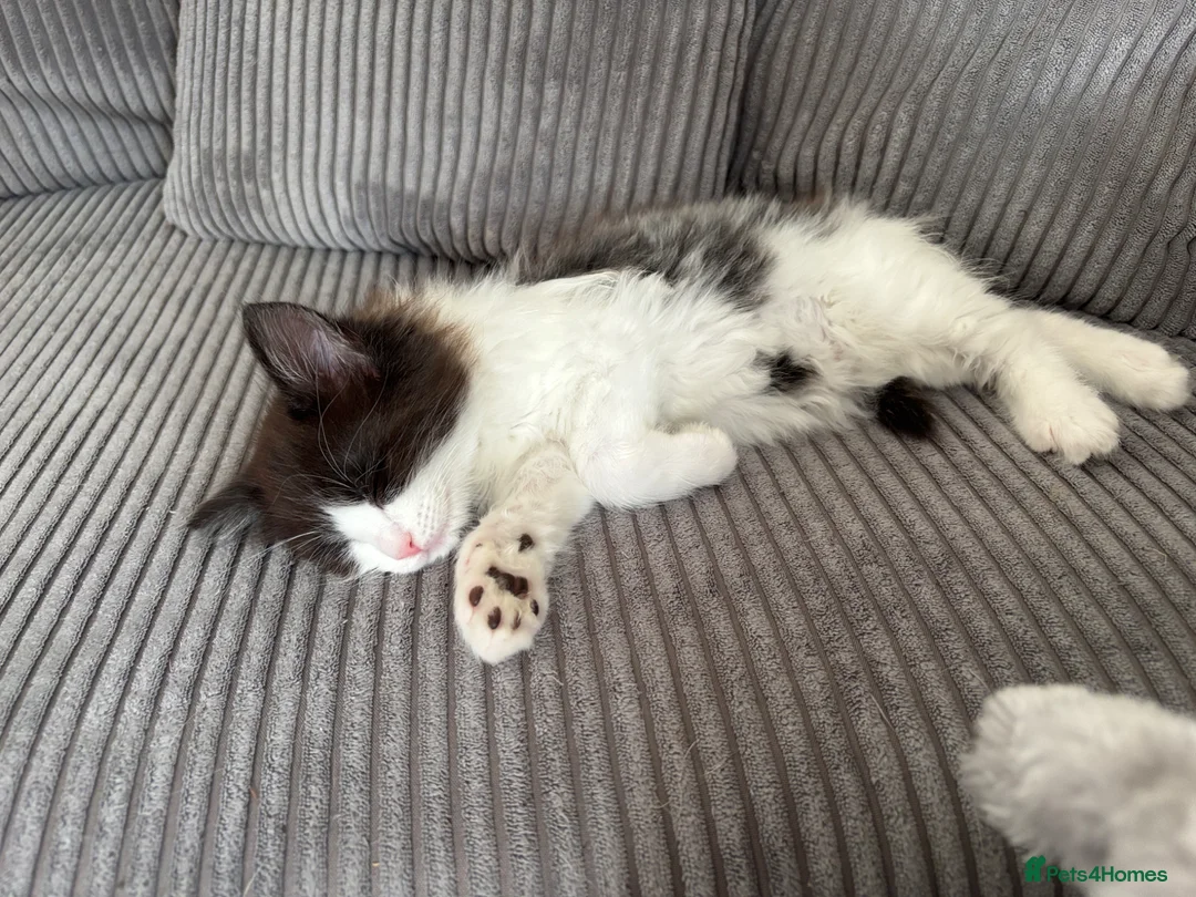 Turkish Van cats for sale: Stunning Turkish van mix READY NOW - Advert 2