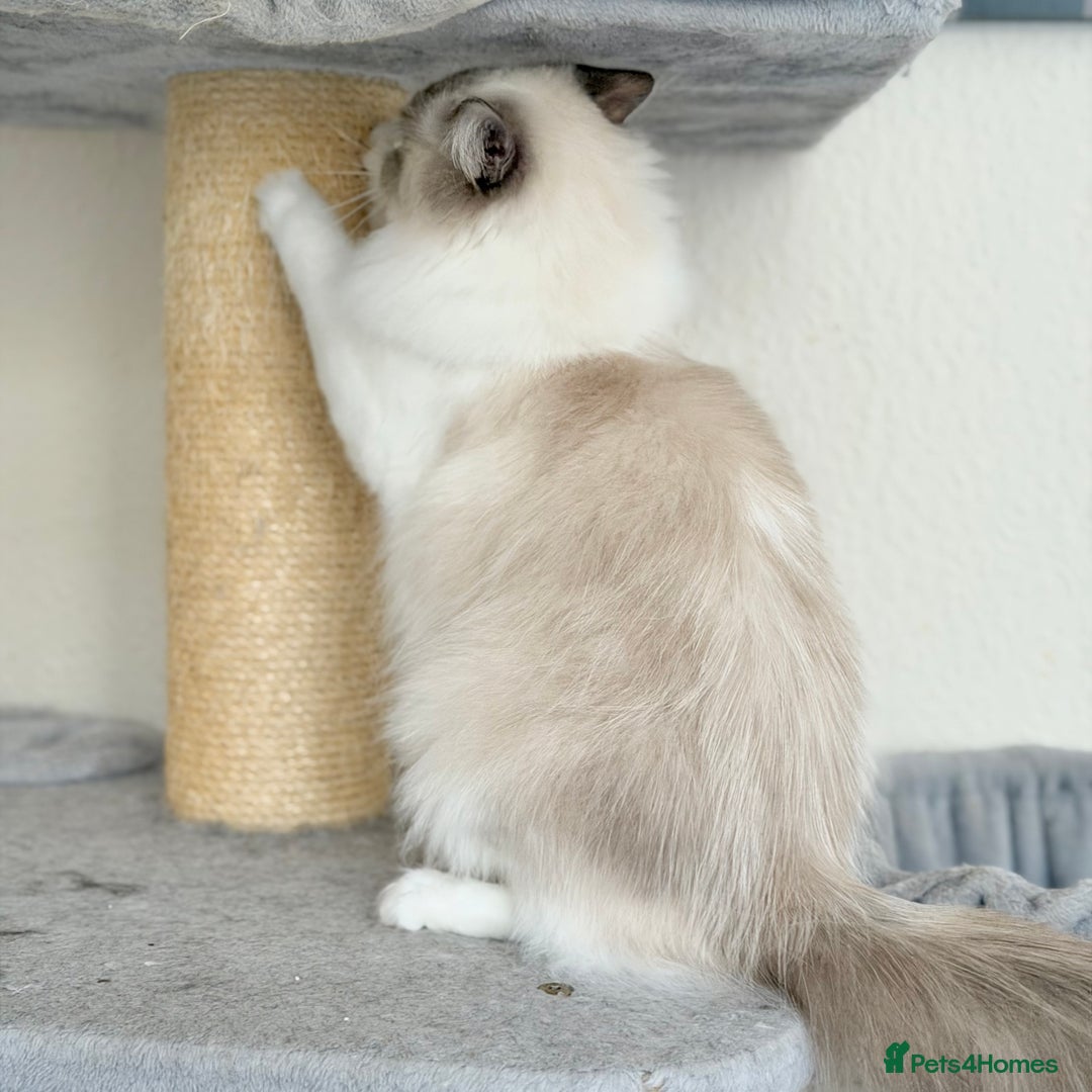 Ragdoll cats for sale: Retired Queen and Stud - Advert 3