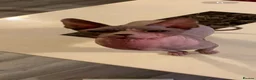 Sphynx cats for sale: Outstanding Canadian Sphynx Male Available ✨ - Advert 3