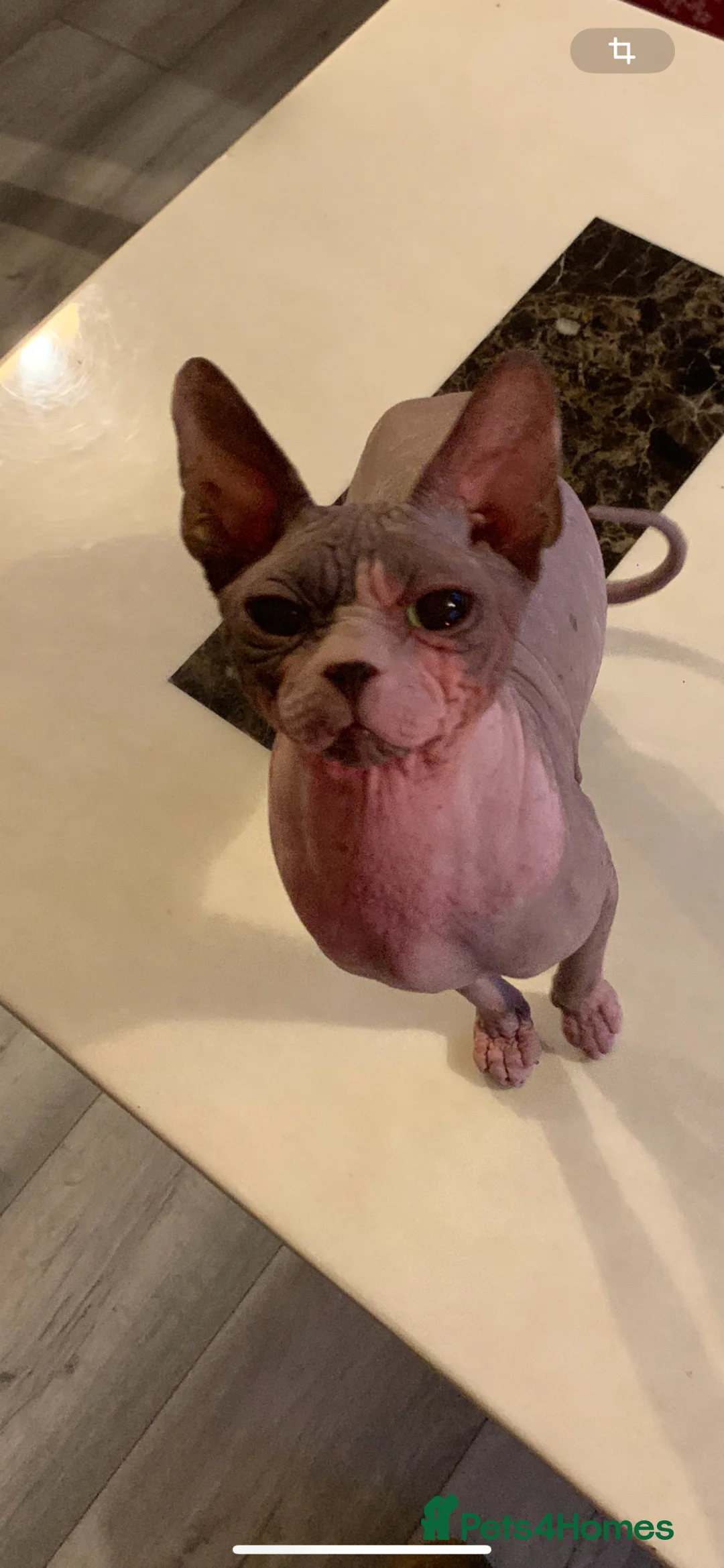 Sphynx cats for sale: Outstanding Canadian Sphynx Male Available ✨ - Advert 3