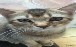 Scottish Fold cats for sale: Golden Tabby Kitten – Mum Scottish Straight - Image 3