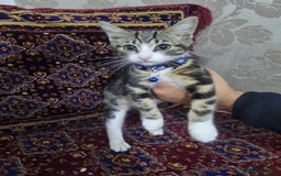 Bengal cats for sale: Bengal Kittens ( 14 WEEKS OLD )  - Image 6