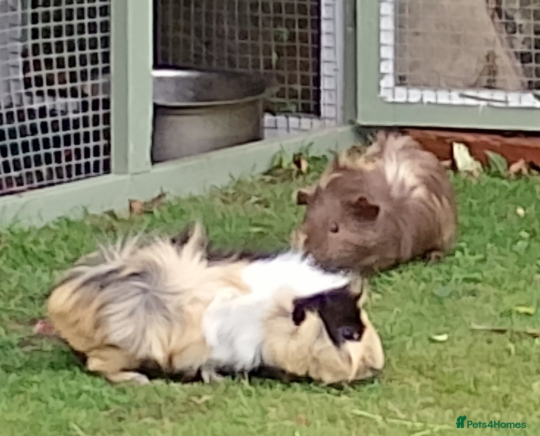 Guinea Pig rodents for sale: Beautiful baby boy  - Image 8