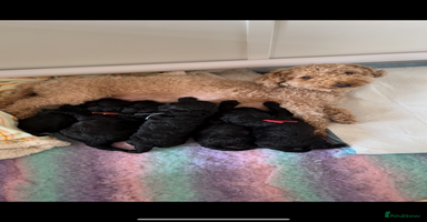 Maltipoo dogs - Advert 1