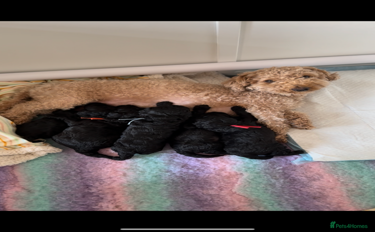 Maltipoo dogs - Advert 4