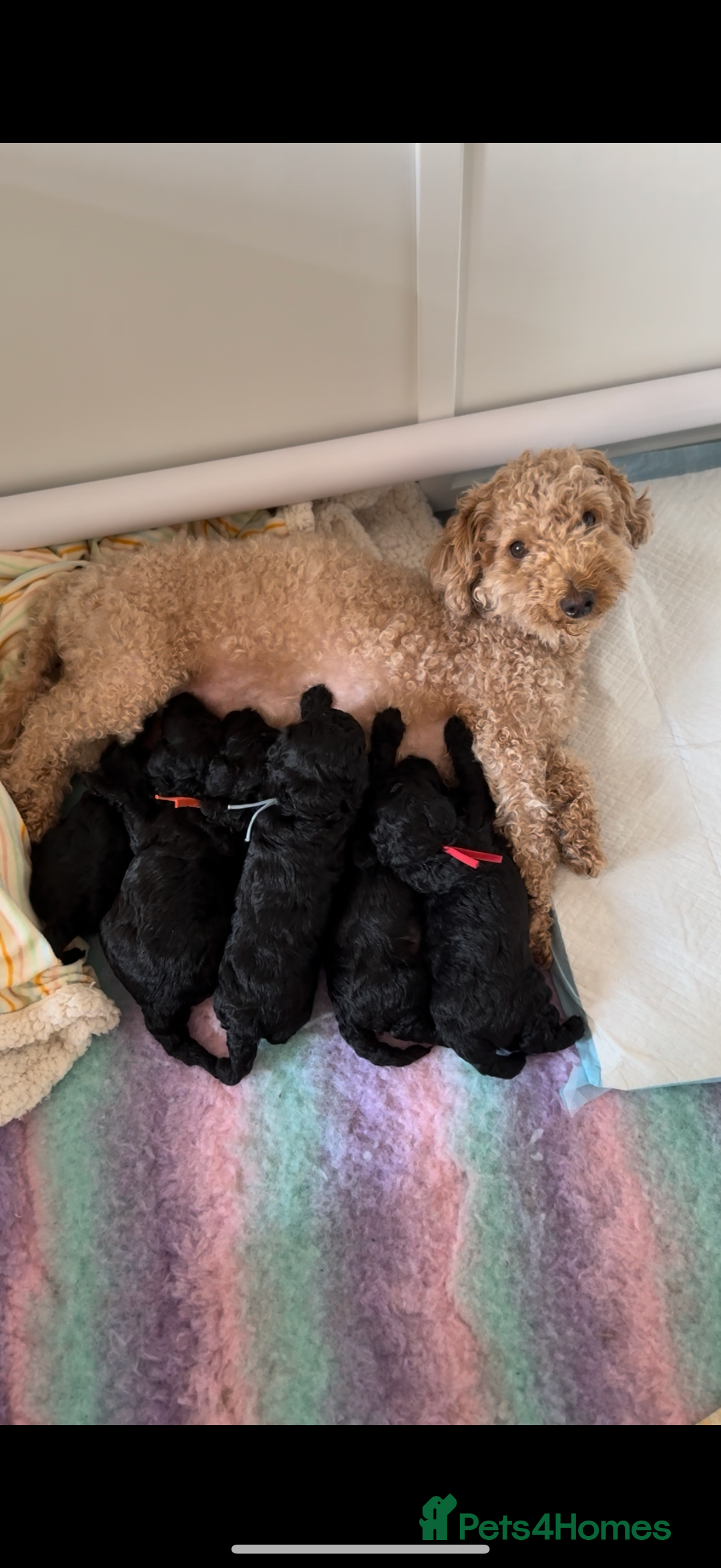 Maltipoo dogs for sale: Gorgeous 4-week-old Maltipoo puppies  - Image 3