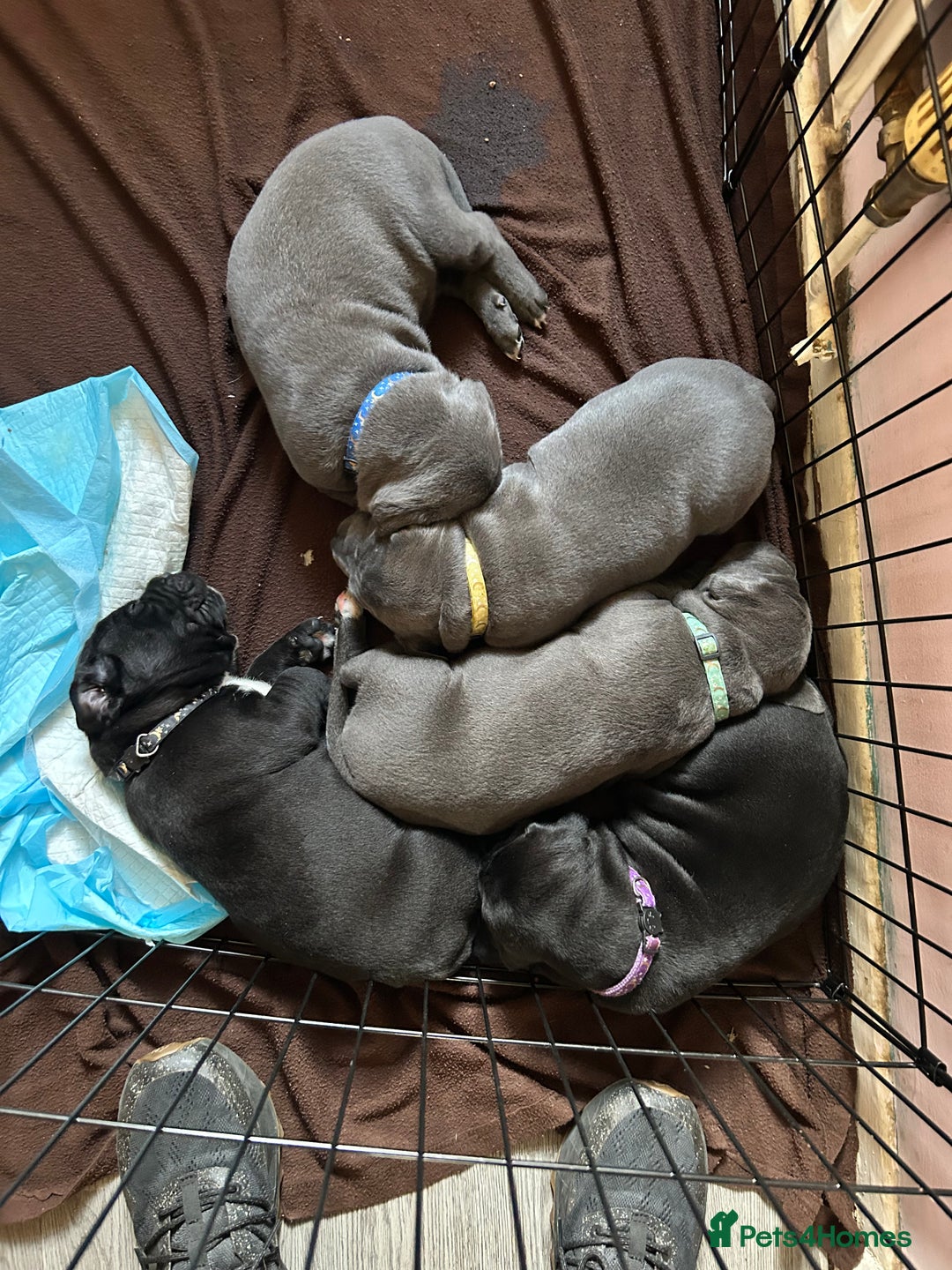 Mixed Breed dogs for sale: Four cane Corso and staff bullterrier mix.  - Image 1