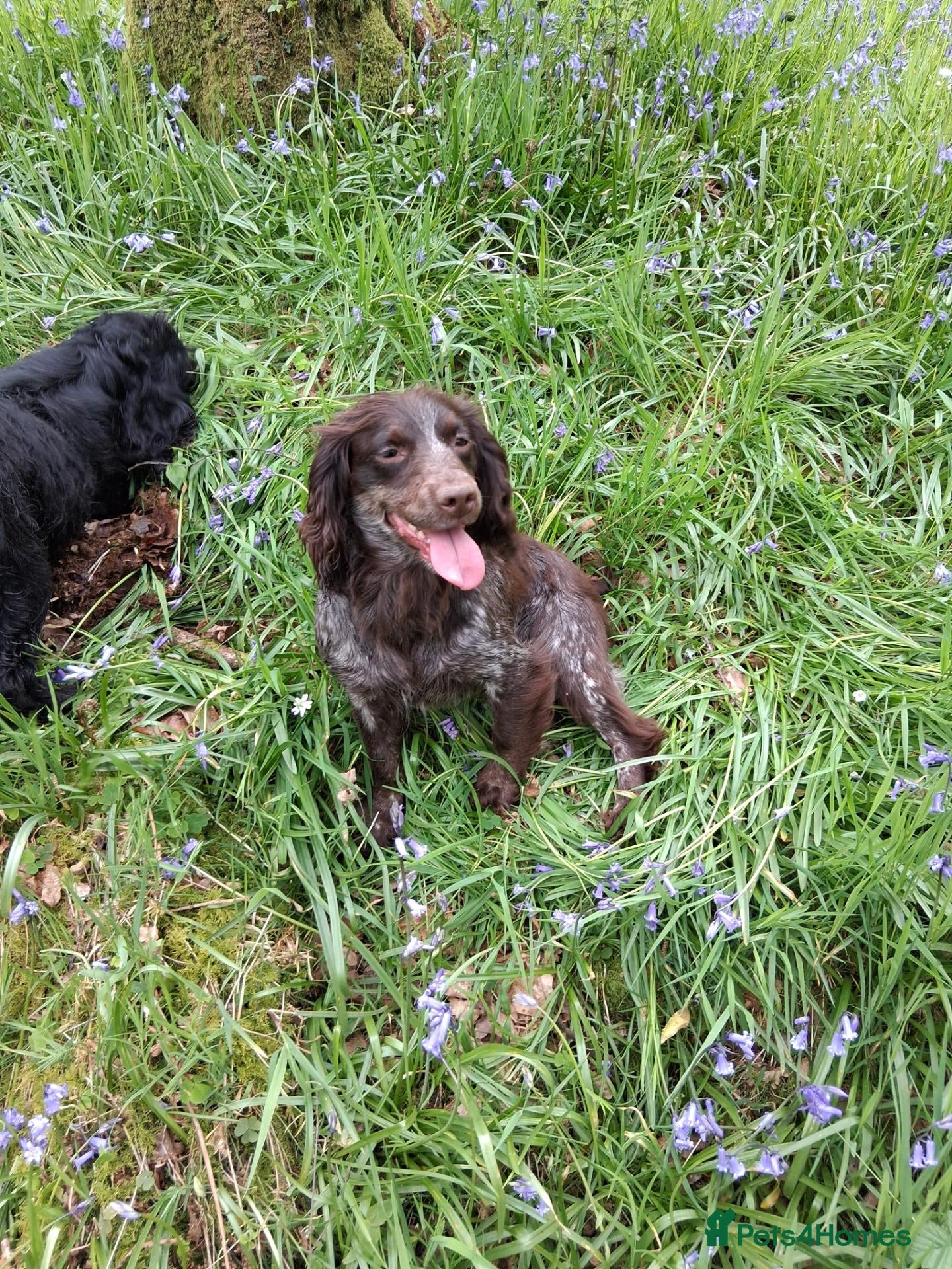 Cocker Spaniel dogs Cocker puppies  - Advert 2